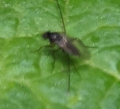 Phoridae