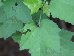 Hoplitimyia subalba