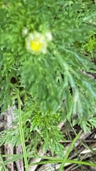 Matricaria discoidea