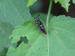 Hoplitimyia subalba