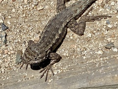 Sceloporus occidentalis