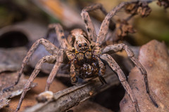 Alopecosa laciniosa