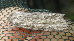 Acronicta lanceolaria