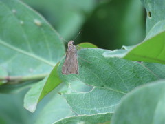 Lerodea eufala eufala
