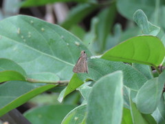 Lerodea eufala eufala