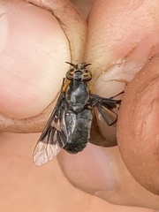 Chrysops cincticornis