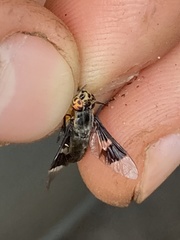 Chrysops cincticornis