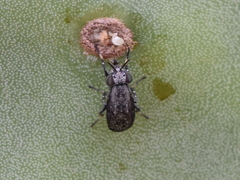 Stictomyia longicornis