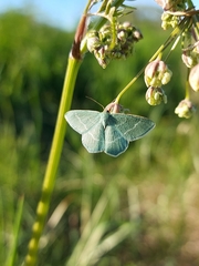Chlorissa viridata