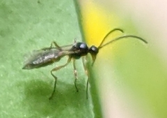 Hymenoptera