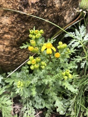 Senecio leucanthemifolius caucasicus