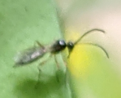 Hymenoptera