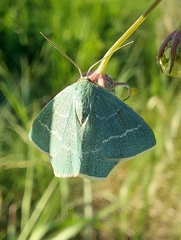 Chlorissa viridata