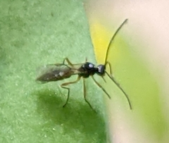 Hymenoptera