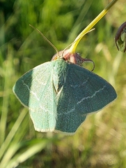 Chlorissa viridata