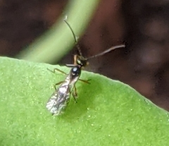 Hymenoptera