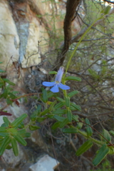Lobelia neglecta
