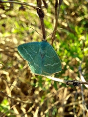 Chlorissa viridata
