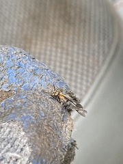 Chrysops cincticornis