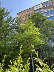 Aesculus hippocastanum