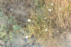 Convolvulus virgatus