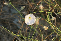 Convolvulus virgatus