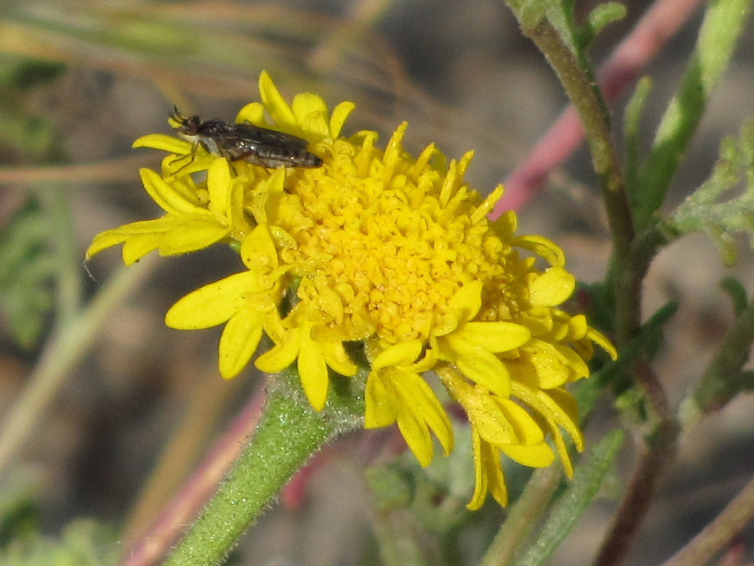 Chaenactis glabriuscula