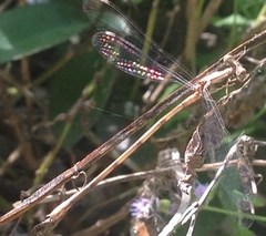 Lestes sigma