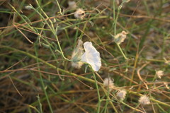Convolvulus virgatus