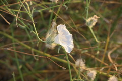 Convolvulus virgatus