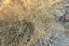 Crotalaria aegyptiaca