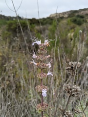 Salvia apiana × mellifera