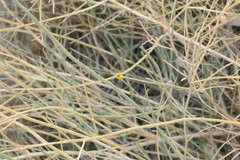 Crotalaria aegyptiaca