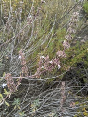 Salvia apiana × mellifera