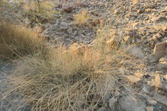 Crotalaria aegyptiaca