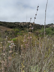 Salvia apiana × mellifera