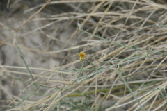 Crotalaria aegyptiaca