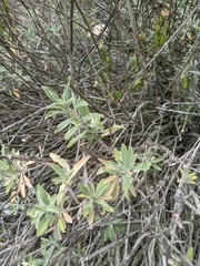Salvia apiana × mellifera