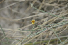 Crotalaria aegyptiaca