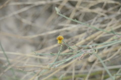 Crotalaria aegyptiaca