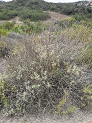 Salvia apiana × mellifera