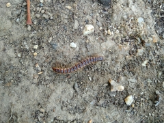 Oxidus gracilis