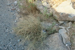 Crotalaria aegyptiaca