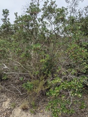 Comarostaphylis diversifolia diversifolia
