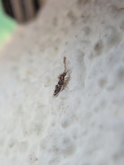 Entomobrya dorsalis