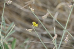 Crotalaria aegyptiaca