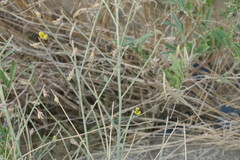 Crotalaria aegyptiaca