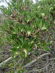Comarostaphylis diversifolia diversifolia
