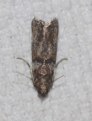 Conobathra hemichlaena