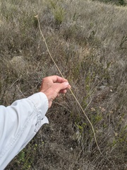 Dipterostemon capitatus capitatus